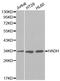 Hydroxyacyl-CoA Dehydrogenase antibody, MBS126736, MyBioSource, Western Blot image 