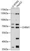 Acetylcholine Receptor antibody, 14-364, ProSci, Western Blot image 
