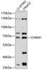 ACHR antibody, 14-364, ProSci, Western Blot image 