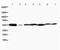 JNK1 + JNK2 antibody, PA5-79633, Invitrogen Antibodies, Western Blot image 