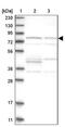  antibody, NBP1-88267, Novus Biologicals, Western Blot image 