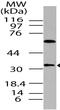 BEDP antibody, A11187, Boster Biological Technology, Western Blot image 