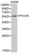 Parathyroid Hormone 1 Receptor antibody, LS-C192884, Lifespan Biosciences, Western Blot image 