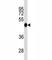 Interferon Regulatory Factor 3 antibody, F47744-0.4ML, NSJ Bioreagents, Western Blot image 