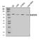 BLNK antibody, A03630-2, Boster Biological Technology, Western Blot image 