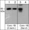 Coronin 1B antibody, CP2621, ECM Biosciences, Western Blot image 