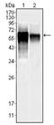 Mitogen-Activated Protein Kinase 10 antibody, AM06230SU-N, Origene, Western Blot image 
