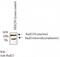 RAD21 Cohesin Complex Component antibody, GTX30641, GeneTex, Western Blot image 