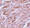 Transient Receptor Potential Cation Channel Subfamily C Member 3 antibody, A01472-1, Boster Biological Technology, Immunohistochemistry frozen image 