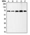 Glutamate Decarboxylase 1 antibody, orb213963, Biorbyt, Western Blot image 