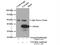 Transaldolase 1 antibody, 12376-1-AP, Proteintech Group, Immunoprecipitation image 