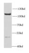 Heterogeneous Nuclear Ribonucleoprotein U Like 2 antibody, FNab03961, FineTest, Western Blot image 