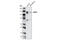 Ectonucleotide Pyrophosphatase/Phosphodiesterase 1 antibody, 5342S, Cell Signaling Technology, Western Blot image 