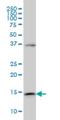 ENSA antibody, H00002029-M02, Novus Biologicals, Western Blot image 