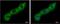 Poly(A) Binding Protein Cytoplasmic 1 antibody, NBP2-19670, Novus Biologicals, Immunocytochemistry image 