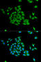 Protein Interacting With PRKCA 1 antibody, 15-078, ProSci, Immunofluorescence image 