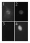 Cyclin-dependent kinase inhibitor 2A, isoform 3 antibody, NB200-169, Novus Biologicals, Immunofluorescence image 