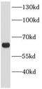 Atg14L antibody, FNab00806, FineTest, Western Blot image 