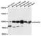 ADAM Metallopeptidase Domain 22 antibody, orb373027, Biorbyt, Western Blot image 