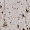 Tetraspanin 3 antibody, NBP1-80677, Novus Biologicals, Immunohistochemistry frozen image 