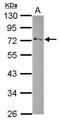 Glycerol-3-phosphate dehydrogenase, mitochondrial antibody, PA5-30049, Invitrogen Antibodies, Western Blot image 