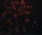 Interleukin 9 antibody, LS-C201136, Lifespan Biosciences, Immunofluorescence image 