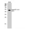 Eukaryotic Translation Elongation Factor 1 Alpha 1 antibody, LS-C380576, Lifespan Biosciences, Western Blot image 