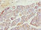Myosin VC antibody, orb40462, Biorbyt, Immunohistochemistry paraffin image 