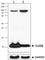 S100 Calcium Binding Protein B antibody, 676604, BioLegend, Western Blot image 