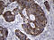 Mitochondrial Ribosomal Protein L44 antibody, M10898, Boster Biological Technology, Immunohistochemistry paraffin image 