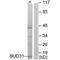 BUD31 Homolog antibody, PA5-49804, Invitrogen Antibodies, Western Blot image 