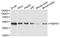 Poly(A) Binding Protein Nuclear 1 antibody, A6041, ABclonal Technology, Western Blot image 