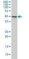 MAP kinase-interacting serine/threonine-protein kinase 1 antibody, H00008569-M08, Novus Biologicals, Western Blot image 