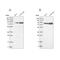 G Elongation Factor Mitochondrial 1 antibody, PA5-57049, Invitrogen Antibodies, Western Blot image 