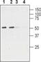 Cholinergic Receptor Nicotinic Alpha 6 Subunit antibody, PA5-77504, Invitrogen Antibodies, Western Blot image 