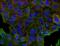 Clathrin Heavy Chain antibody, LS-C112396, Lifespan Biosciences, Immunocytochemistry image 