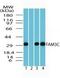 Family With Sequence Similarity 3 Member C antibody, PA1-41632, Invitrogen Antibodies, Western Blot image 
