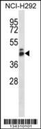 G Protein-Coupled Receptor 27 antibody, 57-782, ProSci, Western Blot image 