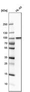 Rac/Cdc42 Guanine Nucleotide Exchange Factor 6 antibody, PA5-51965, Invitrogen Antibodies, Western Blot image 