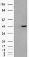 GFAP antibody, TA500341S, Origene, Western Blot image 