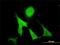 Growth Arrest Specific 2 antibody, H00002620-M01, Novus Biologicals, Immunofluorescence image 