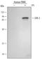 COX2 antibody, MAB4198, R&D Systems, Western Blot image 