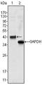 Wnt Family Member 10B antibody, AM06372SU-N, Origene, Western Blot image 