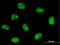 EMG1 N1-Specific Pseudouridine Methyltransferase antibody, H00010436-B01P, Novus Biologicals, Immunofluorescence image 