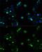 ABCC4 antibody, GTX30016, GeneTex, Immunocytochemistry image 