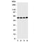 Early Growth Response 1 antibody, R31298, NSJ Bioreagents, Western Blot image 