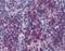 Thymic Stromal Lymphopoietin antibody, ab115700, Abcam, Immunohistochemistry paraffin image 