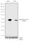 SMAD Family Member 3 antibody, 711324, Invitrogen Antibodies, Western Blot image 