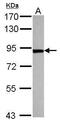 Threonyl-TRNA Synthetase antibody, PA5-29040, Invitrogen Antibodies, Western Blot image 