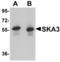 Spindle and kinetochore-associated protein 3 antibody, orb94328, Biorbyt, Western Blot image 